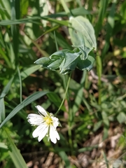 Cerastium davuricum