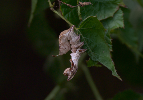 Lobster Caterpillar Moth