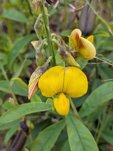 Crotalaria observed 2026-10-01