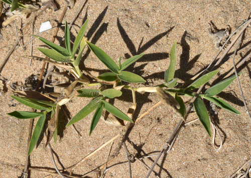 Thuarea involuta observed 2026-08-03