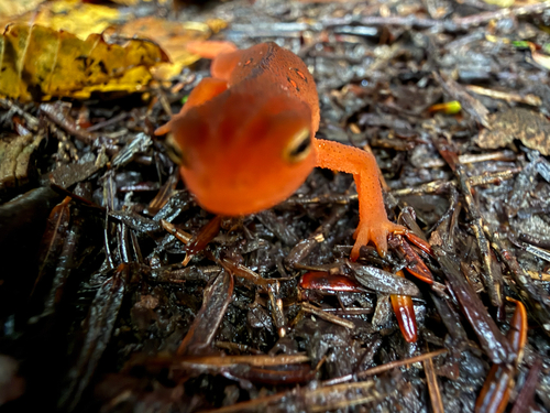 Eastern Newt