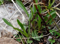 Erigeron acris kamtschaticus