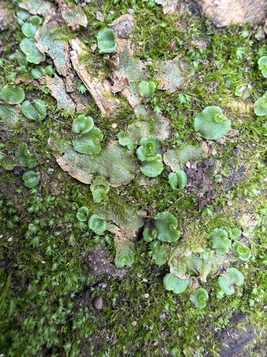 Crescent-cup liverwort