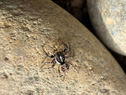 Half-edged Wall Jumping Spider