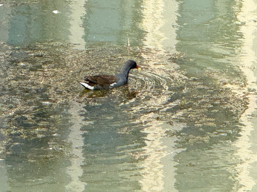 Eurasian Moorhen