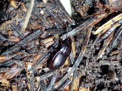 Pterostichus unctulatus