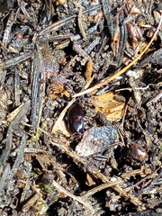 Pterostichus unctulatus