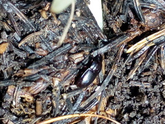 Pterostichus unctulatus