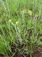 Helichrysum aureonitens