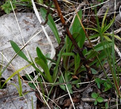 Erigeron acris kamtschaticus