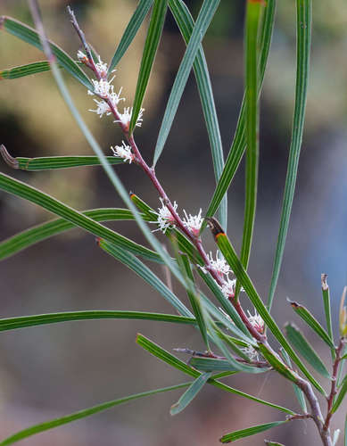 Image of Hakea ulicina by (c) Chris Clarke, some rights reserved (CC BY)
