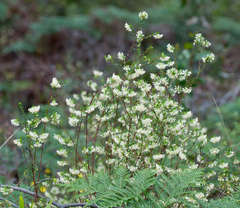 Pimelea linifolia linifolia