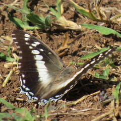 Charaxes achaemenes