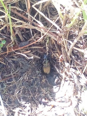 Pterostichus jurinei