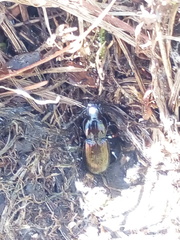 Pterostichus jurinei