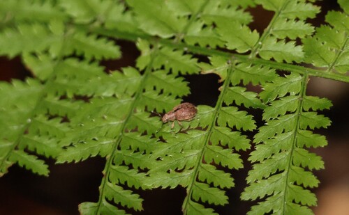 Nut Leaf Weevil