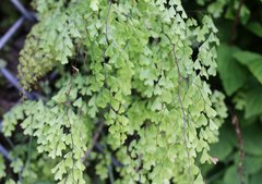 Adiantum monochlamys