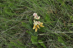 Lathyrus lacaitae