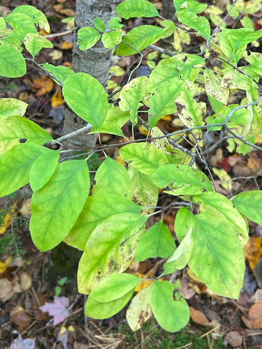 Ilex mucronata observed 2026-10-11