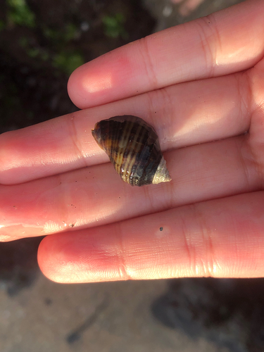 Acanthina monodon observed 2026-10-11