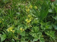 Alchemilla pentaphyllea
