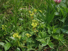 Alchemilla pentaphyllea