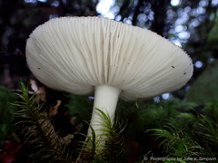 Amanita australis