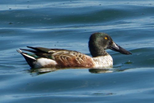 Northern Shoveler