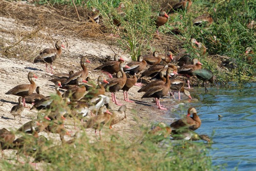 Black-bellied Whistling-Duck