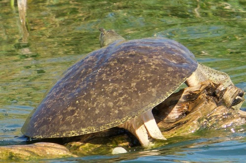 Spiny Softshell