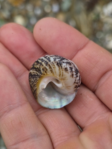 Tegula rustica observed 2026-10-04