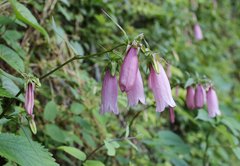 Campanula punctata hondoensis