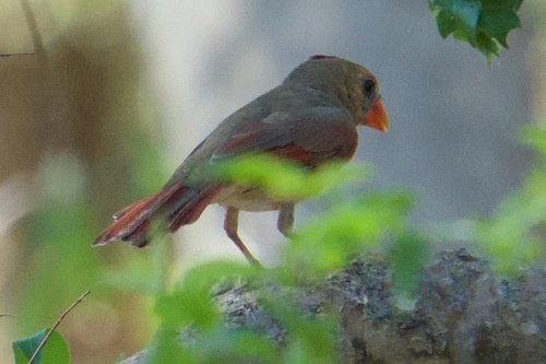 Northern Cardinal