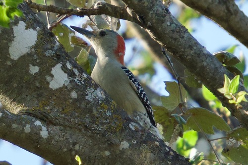 Red-bellied Woodpecker