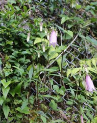 Campanula punctata hondoensis