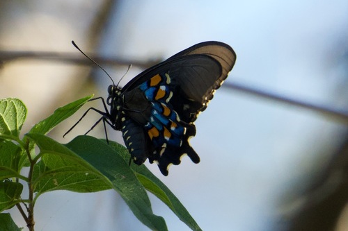 Pipevine Swallowtail