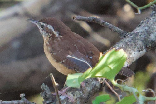 Carolina Wren
