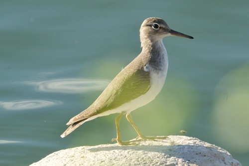 Spotted Sandpiper