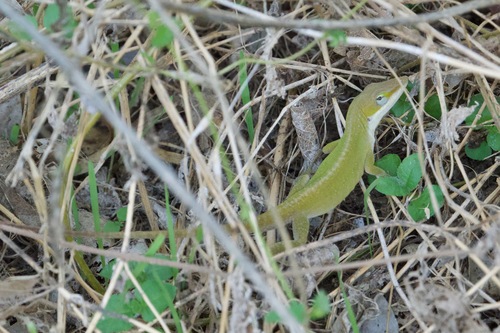 Green Anole