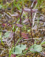 Cyrtostylis reniformis