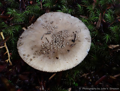 Amanita australis
