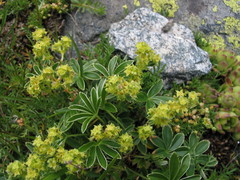 Alchemilla conjuncta