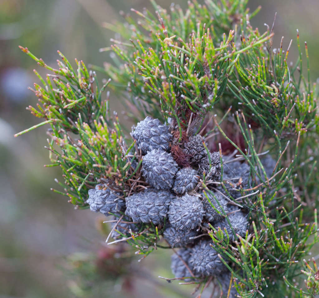 Allocasuarina misera