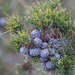 Allocasuarina misera - Photo (c) Chris Clarke, some rights reserved (CC BY), uploaded by Chris Clarke