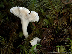 Cantharellus insignis