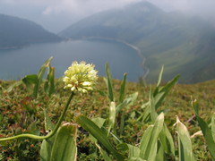 Allium victorialis