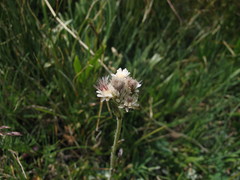Antennaria dioica
