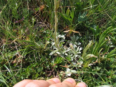 Antennaria dioica