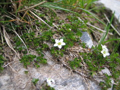 Arenaria biflora