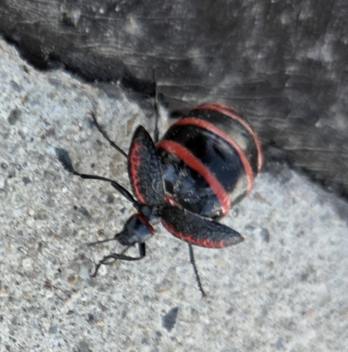 Megetra vittata